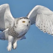 Схема вышивки «птицы»