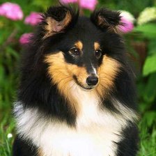 Схема вышивки «шелти2»