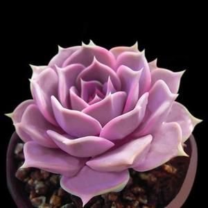 suculenta - flores - оригинал