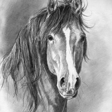 Схема вышивки «cavalo»