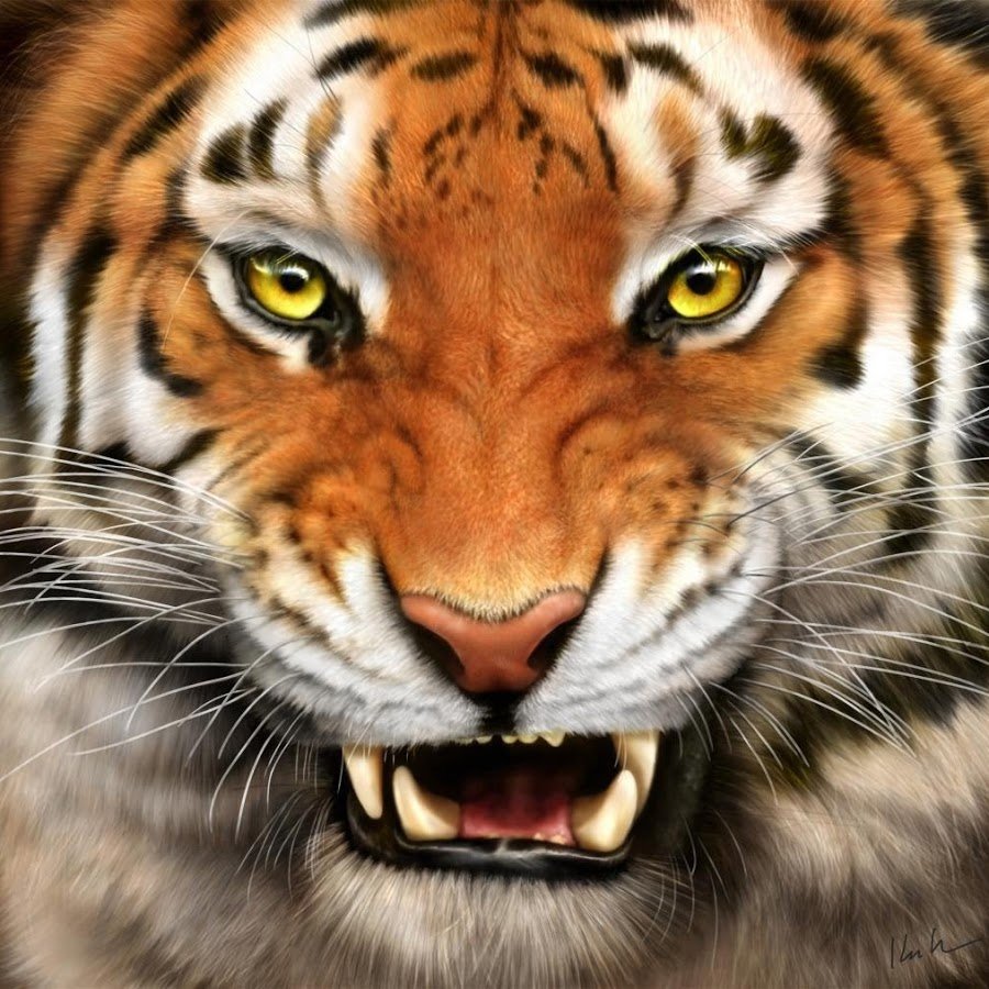 Тигр рычащий - тигр, животные, дикая природа - оригинал