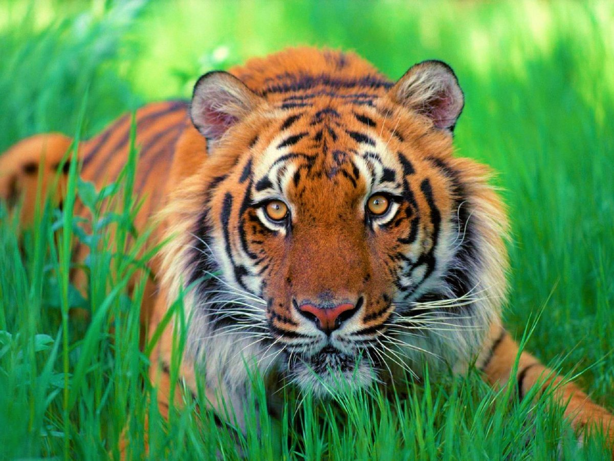 Тигр в траве - животные, тигр, дикая природа - оригинал