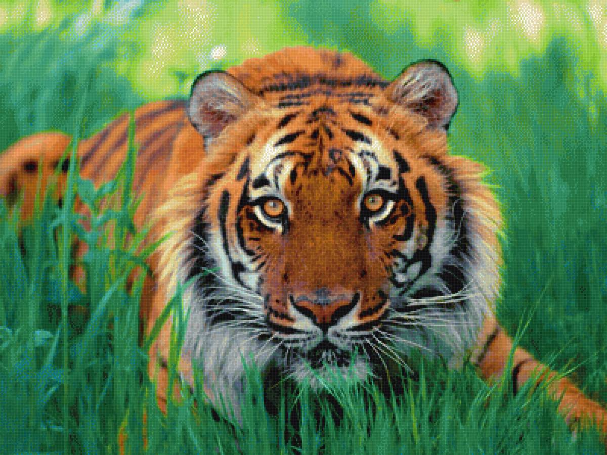 Тигр в траве - животные, дикая природа, тигр - предпросмотр