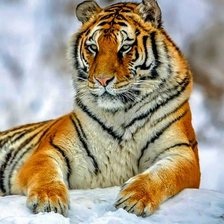 Оригинал схемы вышивки «Тигр на снегу» (№2161570)