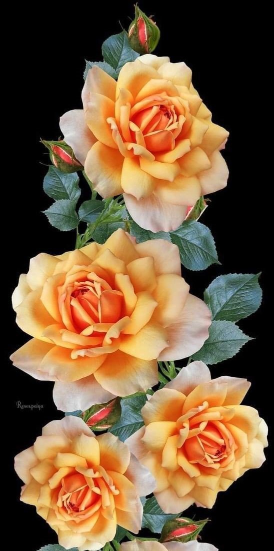 цветы - оригинал