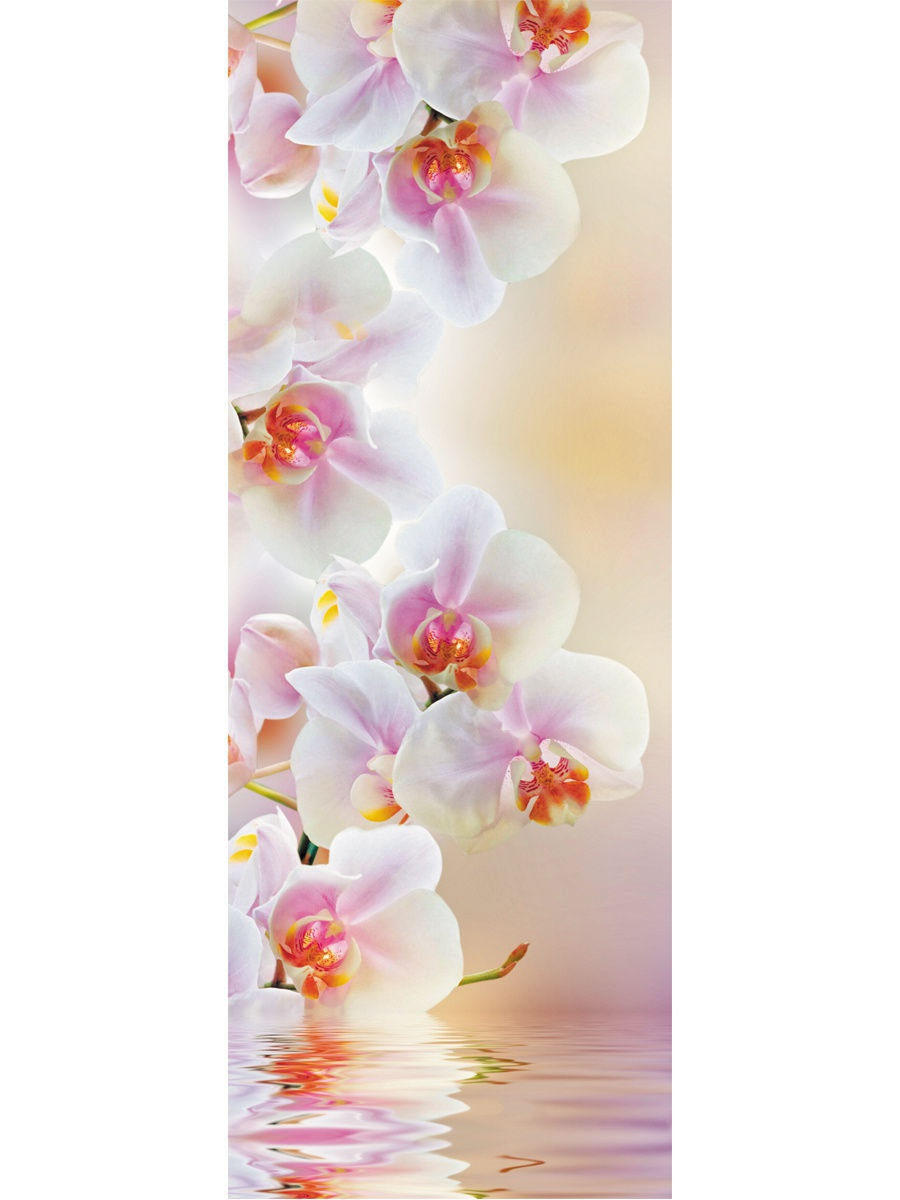 Орхидея - орхидеи, природа, вода, цветы - оригинал