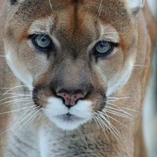 Схема вышивки «дикие»