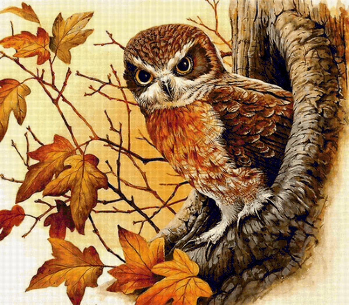 Сова - сова, птицы, дикие - предпросмотр
