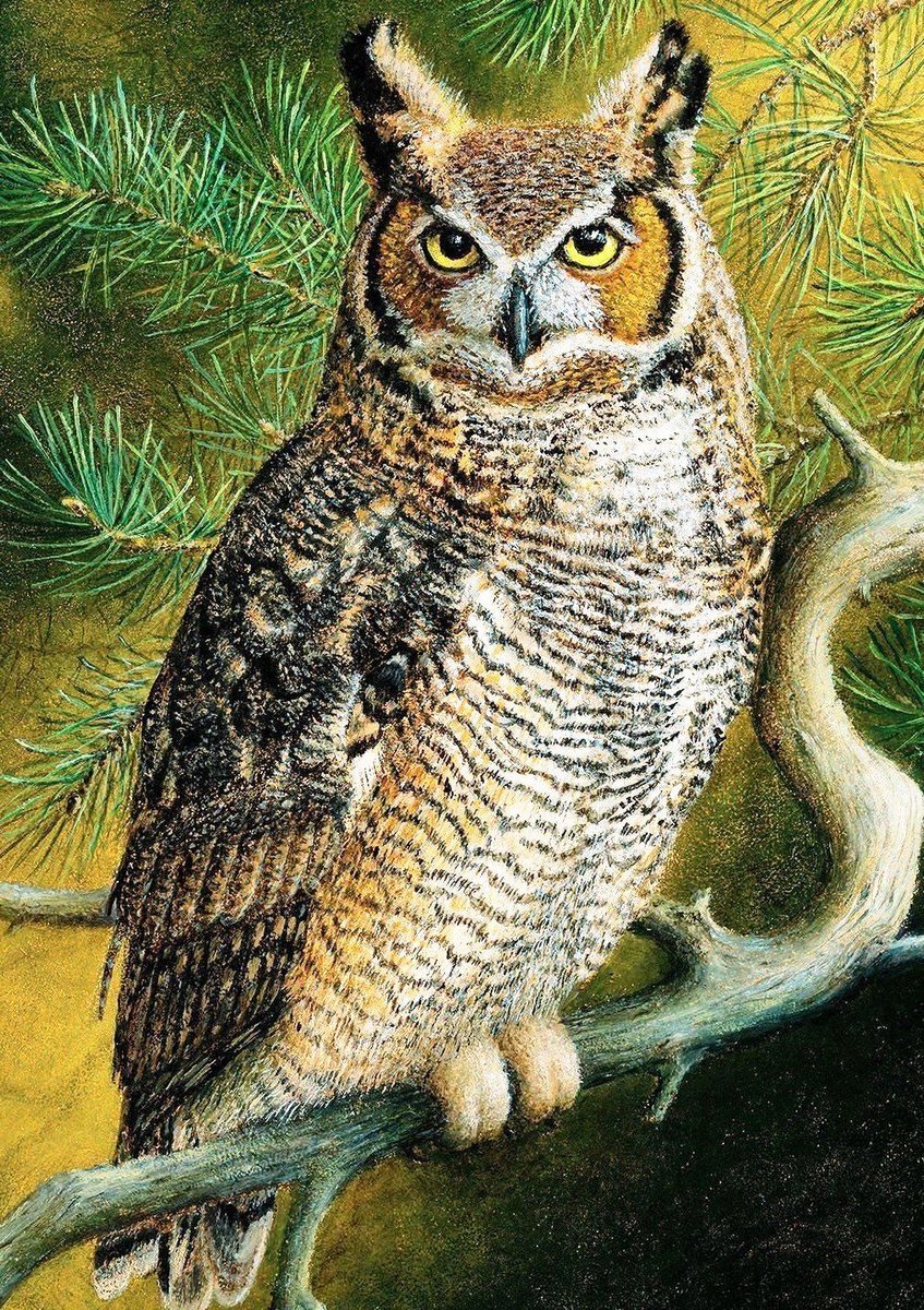 Филин - филин, дикие, птицы - оригинал
