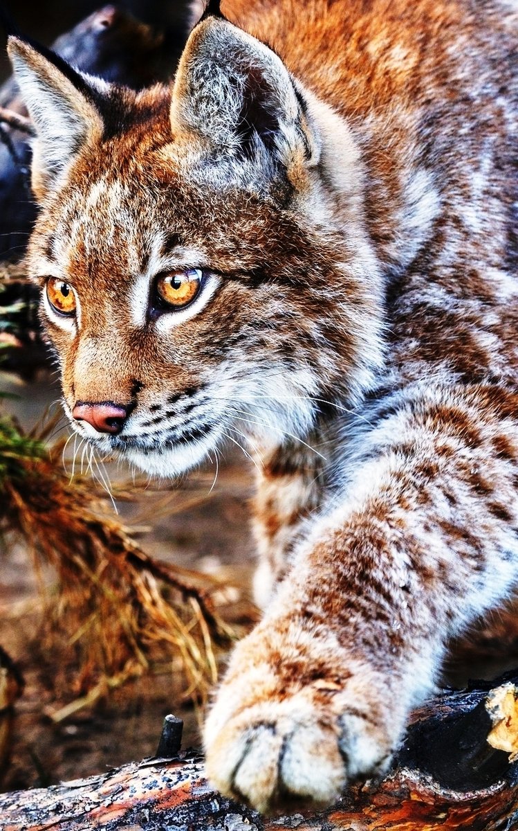 Рысь - дикие, рысь - оригинал