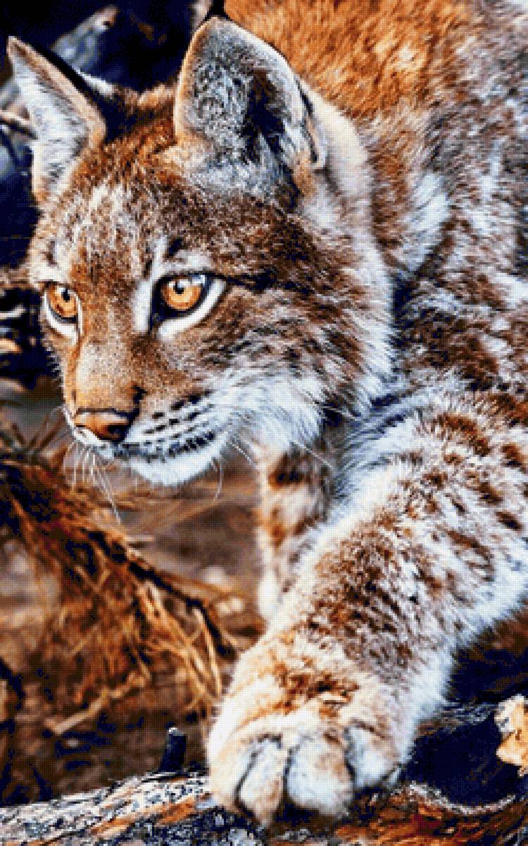 Рысь - дикие, рысь - предпросмотр