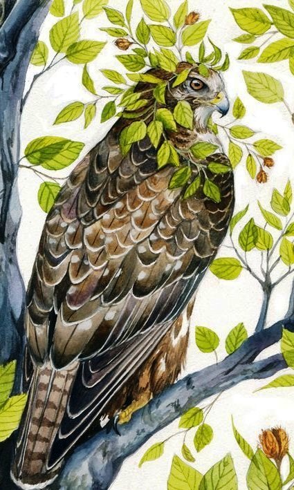 Сокол - птицы, сокол, дикие - оригинал