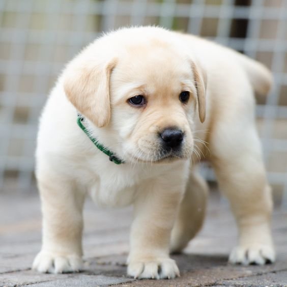 cachorrinho - animais - оригинал