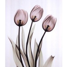 Схема вышивки «tulipas»