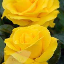 Схема вышивки «rosas amarelas»