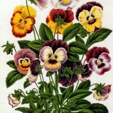 Схема вышивки «анютины глазки»