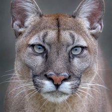 Схема вышивки «дикие»