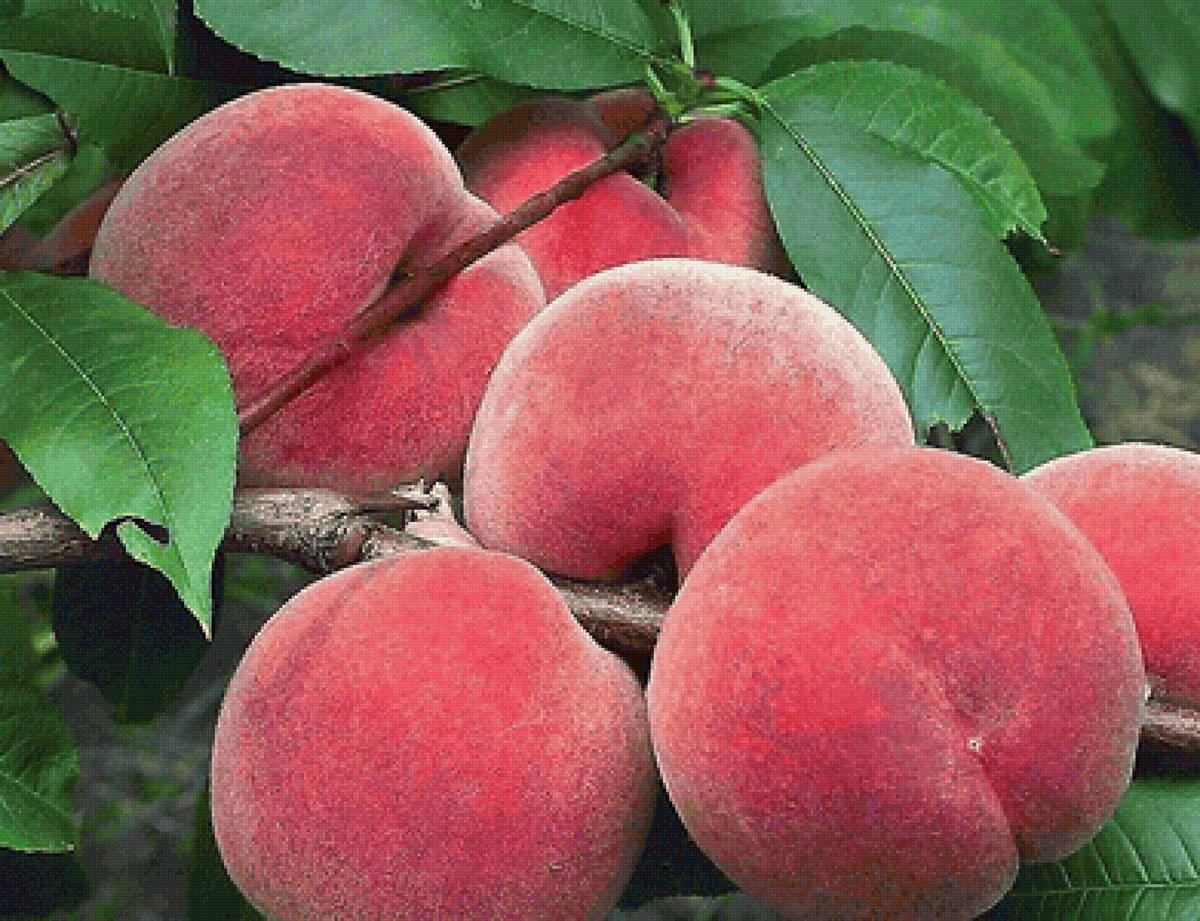 персики - персики, ветка - предпросмотр