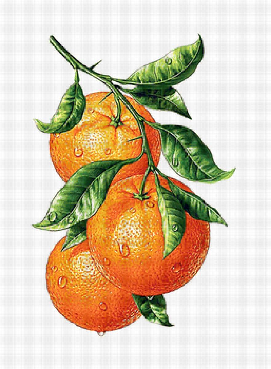 Мандарин графика. Померанец Ботаническая иллюстрация. Фрукты рисунок. Апельсин на ветке. Рисовать фрукты.