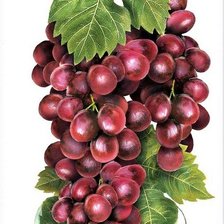 Схема вышивки «№2163930»