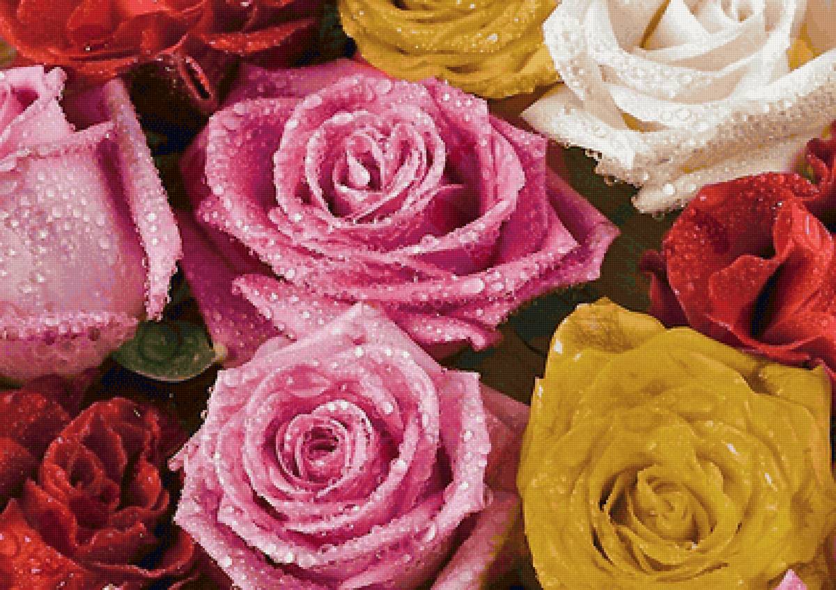 Розы - предпросмотр