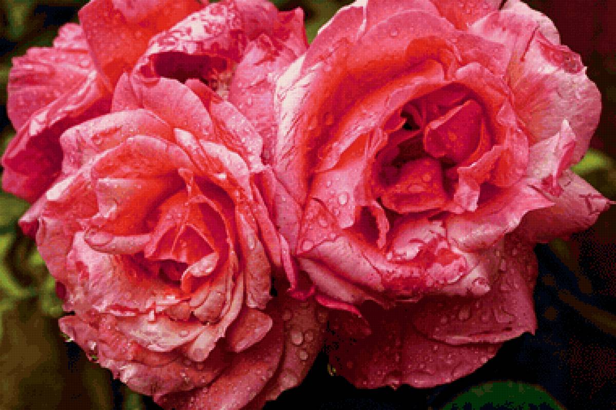 Розы - предпросмотр