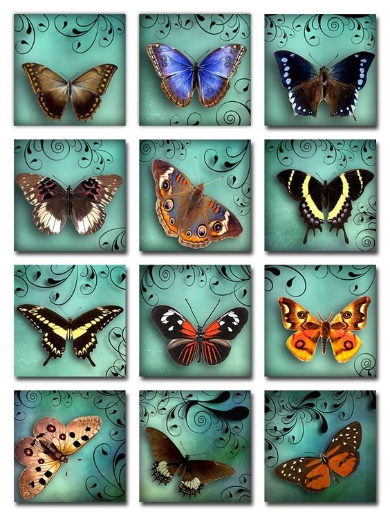 Collage - бабочки старинные почтовые открытки - оригинал