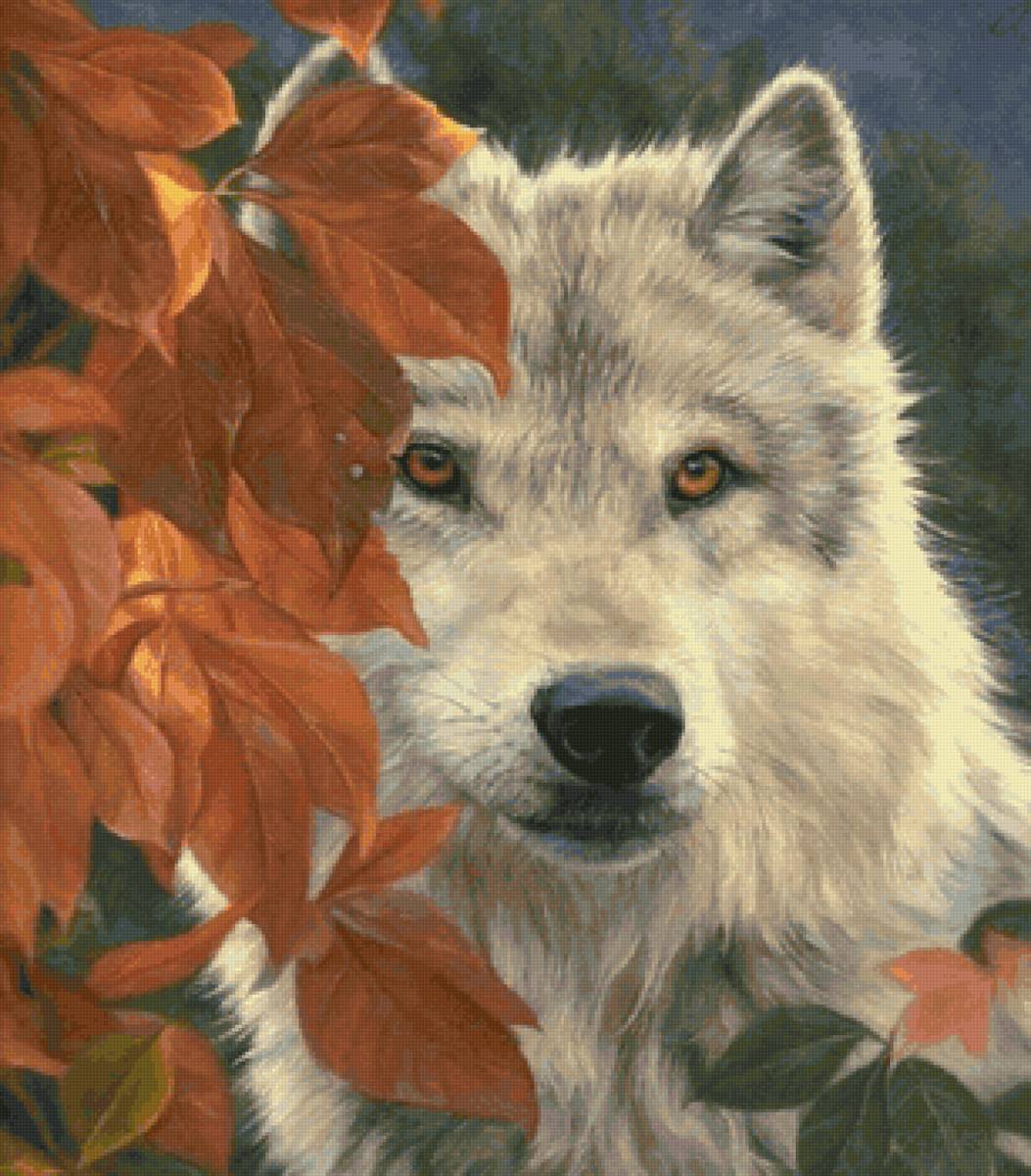 дикие - предпросмотр