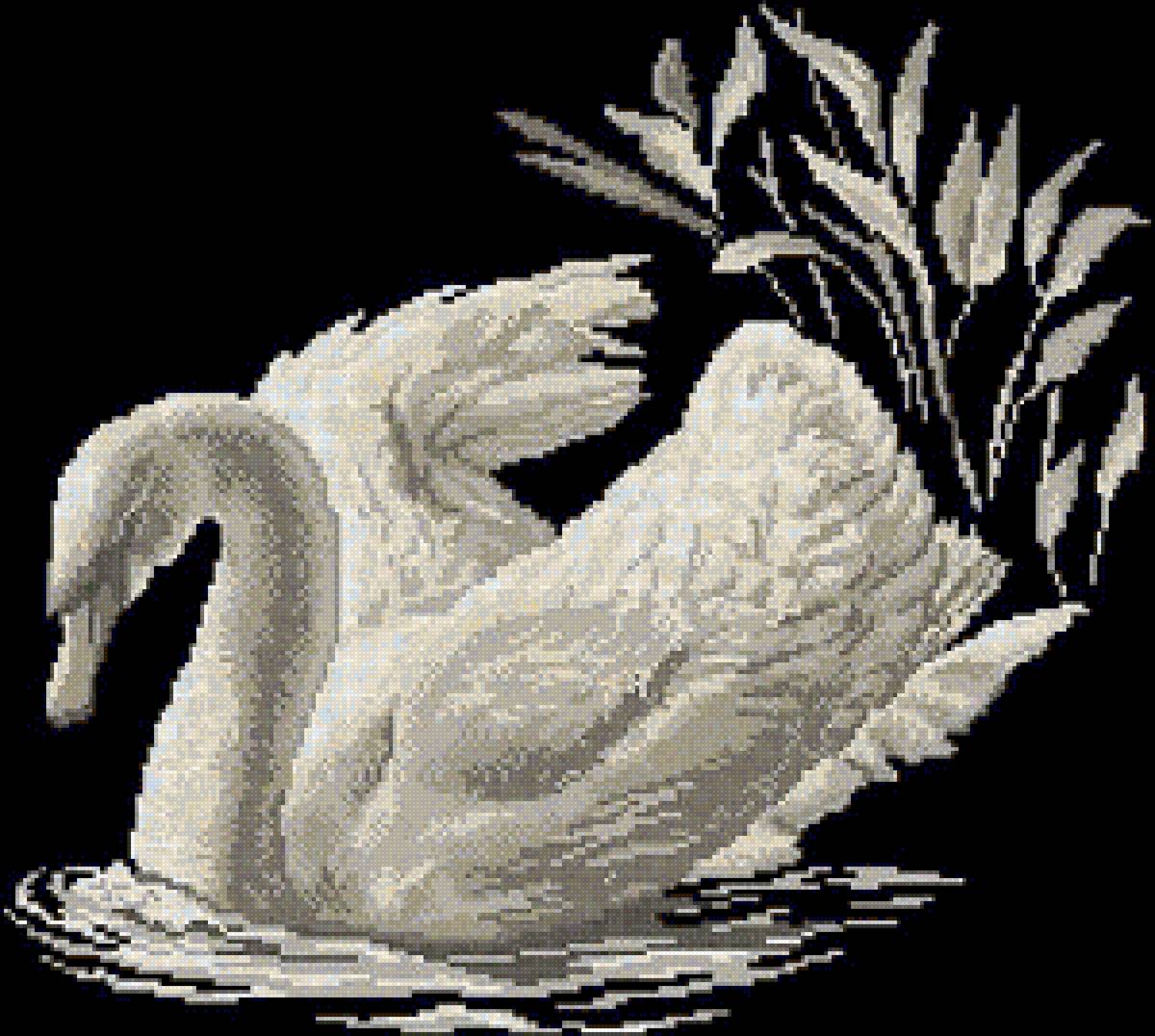 Лебедь - птицы, природа, дикие - предпросмотр