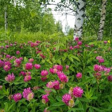 Схема вышивки «Лесной клевер»