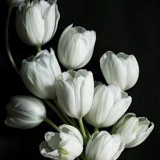 Схема вышивки «tulipas»