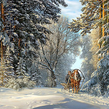 Зимний закат в еловом лесу.