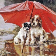 perritos bajo el paraguas 3