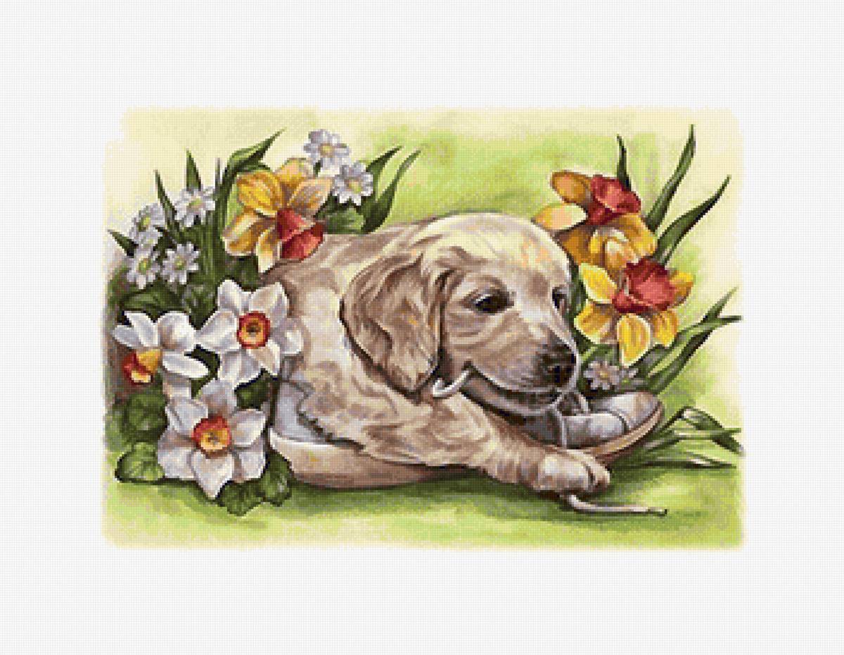 щенок - предпросмотр