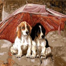 perritos bajo el paraguas 5