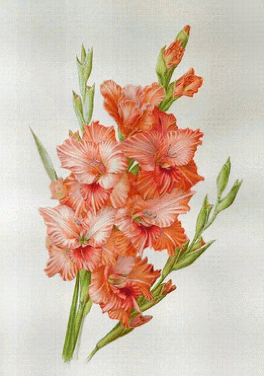 цветы - предпросмотр