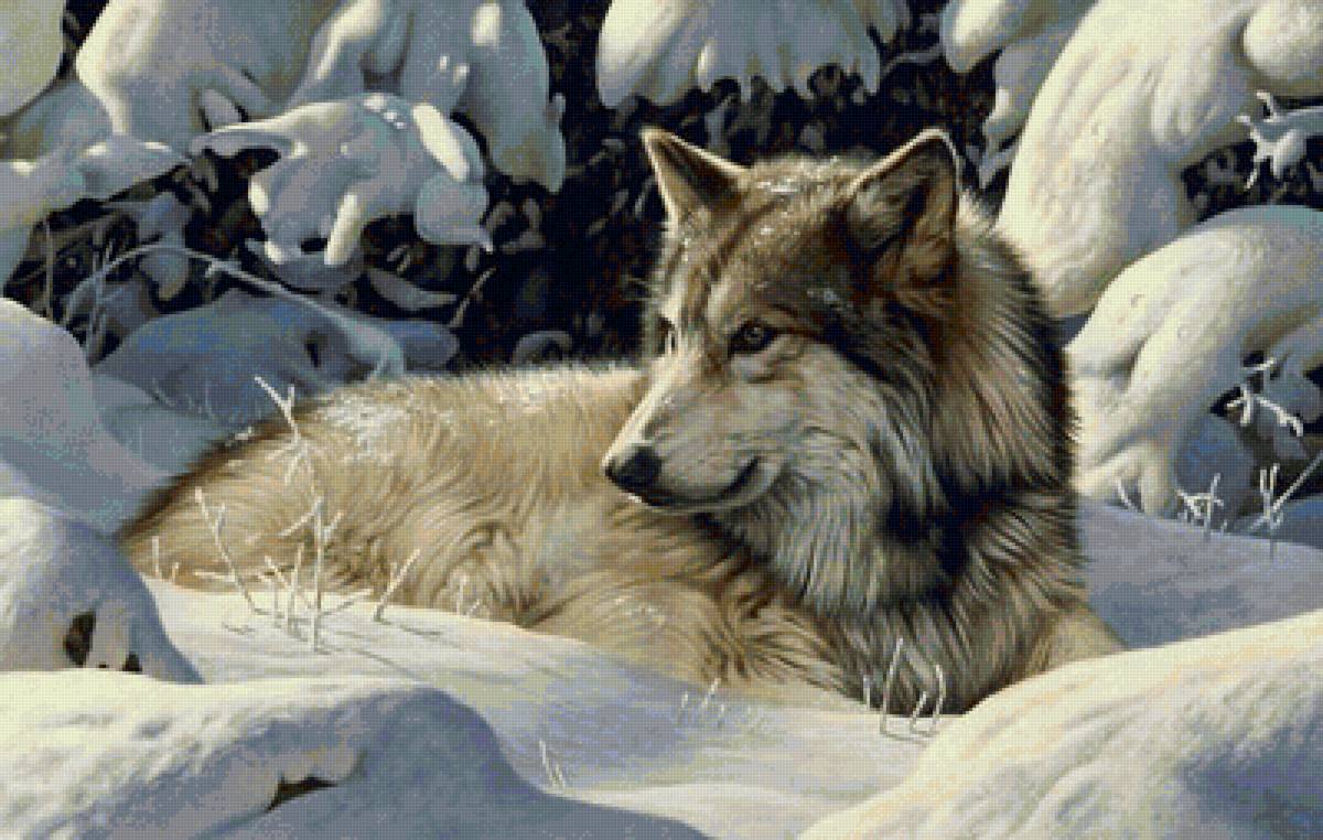 дикие - предпросмотр