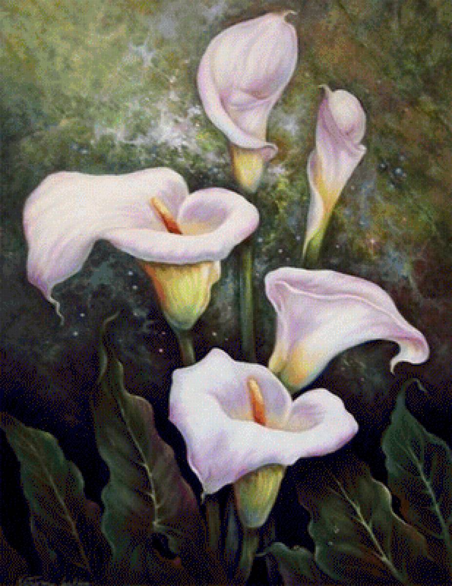 ALCATRACES - предпросмотр