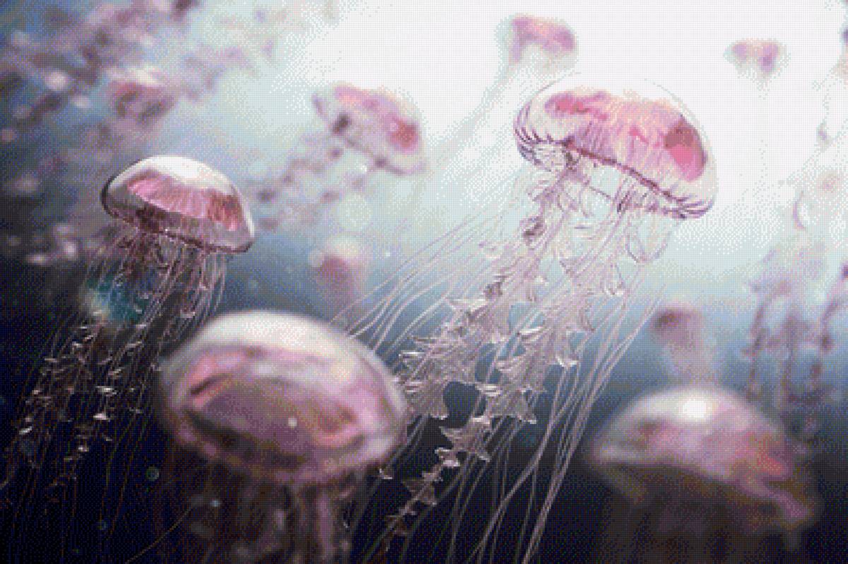 Розовые медузы - розовый, фото, медуза, животные, подводный мир - предпросмотр