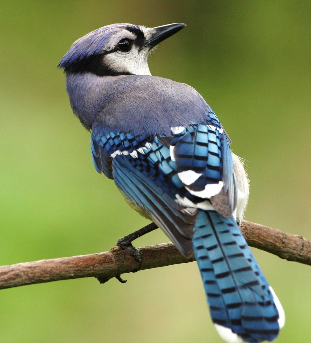 Голубая сойка - птица, природа, фотография - оригинал