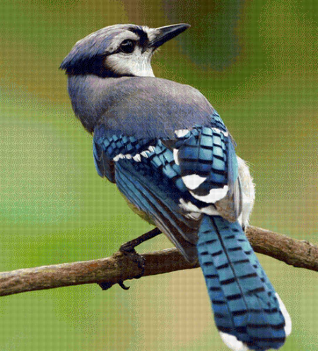 Голубая сойка - птица, природа, фотография - предпросмотр