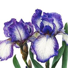 Схема вышивки «№2166414»