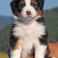 Схема вышивки «cão»