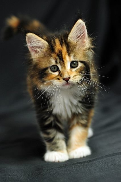 gatinho - animais - оригинал