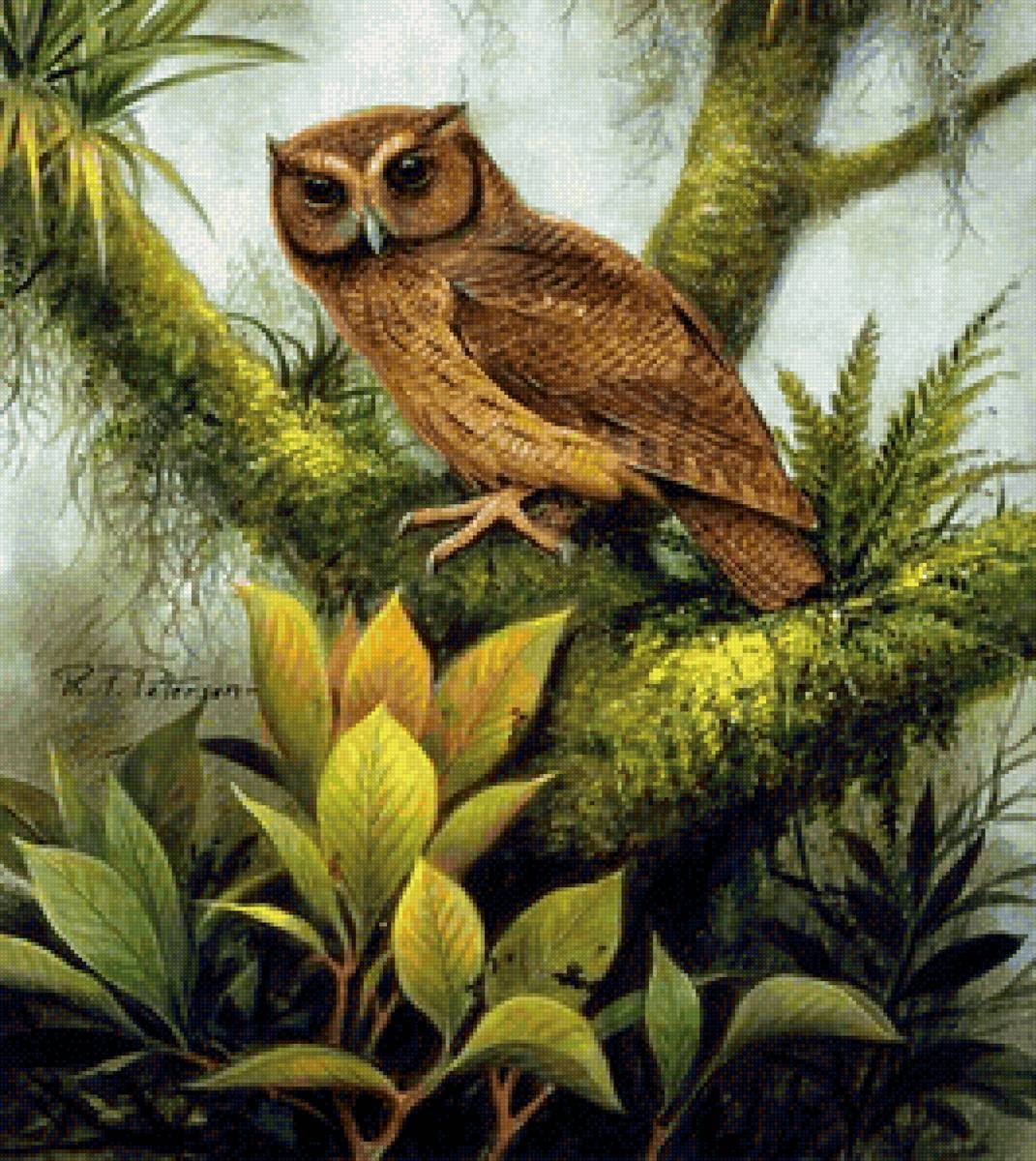 совушкА - природа, птицы - предпросмотр