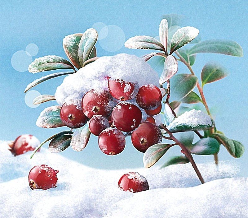 клюква в сахаре - клюква, ягоды, снег - оригинал