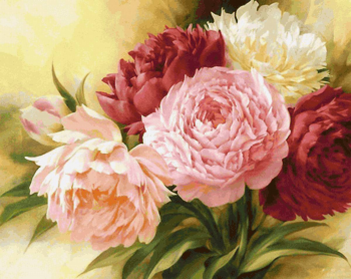 пионы - цветы, пионы - предпросмотр