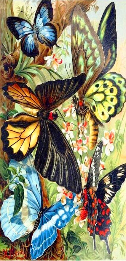 Бабочки - природа, бабочки, насекомые - оригинал