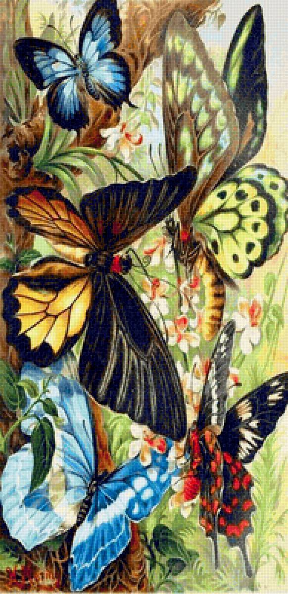 Бабочки - природа, насекомые, бабочки - предпросмотр