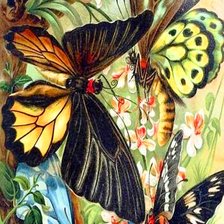 Оригинал схемы вышивки «Бабочки» (№2166920)